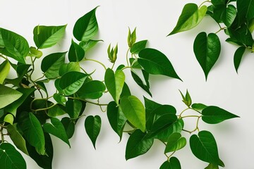 Lush Green Vine Leaves from Javanese Treebine on Clean White Background