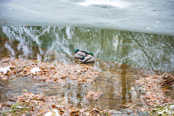 Kassel, Germany - trees and buildings in winter
