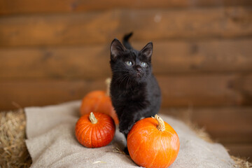 Black kitten and pumpkins on the background of a wooden wall.