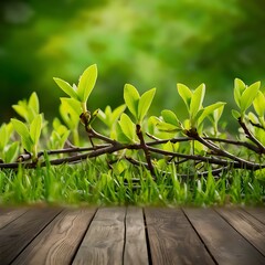 Obraz premium Green leaves on twigs, sward and wooden planks with green blurry background