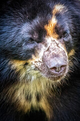 close-up portrait of a south american spectacled black bear