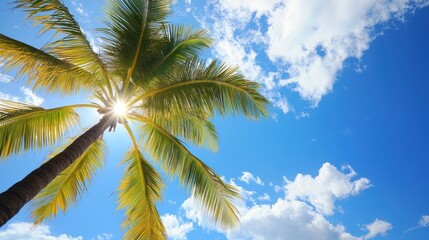 Palm Tree Under a Sunny Sky