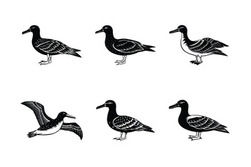 Set of Albatross silhouette vector illustration