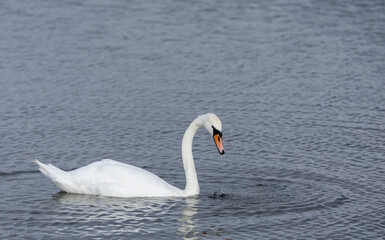 A mute swan making series of concentric circles on the surface of the water