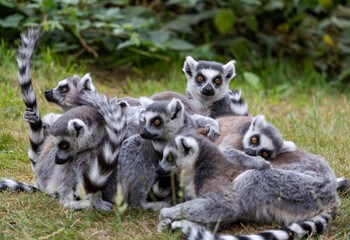 A group of Lemurs all huddled together and on the lookout
