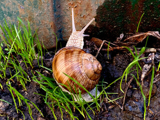 snail on the grass in summer © Oleksandr Ohorodnik
