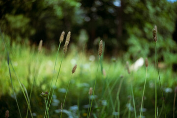 Flowering field grass in a green meadow, Alopecurus pratensis