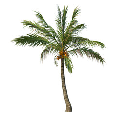 Tree with transparent background