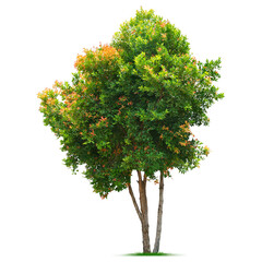 Tree with transparent background