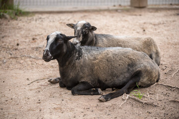 Fototapeta premium Portrait of the Zwartbles sheep, a breed of domestic sheep