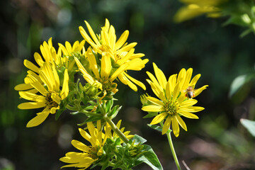 A honeybee flying to land on yellow daisy flowers 