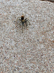 spider walking down the toad