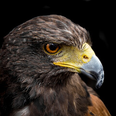 Close-up of a Majestic Eagle.
Stunning close-up of an eagle, displaying its sharp features and piercing gaze. A true symbol of strength and freedom.
