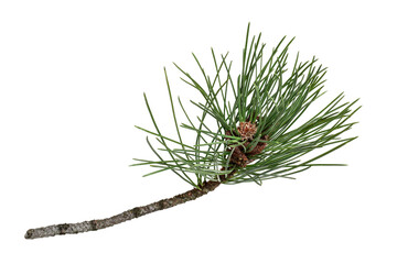 Tree branch with long pine needles isolated cutout on transparent