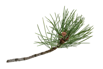 Tree branch with long pine needles isolated cutout on transparent
