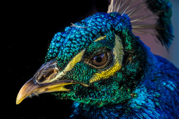 Vibrant Peacock in Full Color.
A vibrant close-up of a peacock, showcasing its stunning iridescent...
