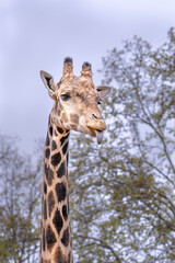 Graceful Giraffe Standing Tall.
A majestic giraffe gracefully standing tall, capturing the serene beauty of this iconic species.