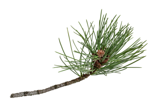Tree branch with long pine needles isolated cutout on transparent