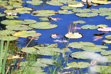 A green frog resting on  a lily pad in a pond of lilypads