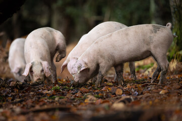 The pannage in the New Forest, Pigs foraging for acorns on the ground