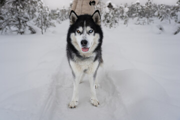 A husky dog ​​on a leash walks with its owner in winter in nature.