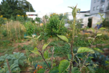 Garden Plant Infested with Aphids on a Farm Plot