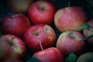 The photo shows fresh, bright apples picked from a tree. They can be of different varieties - from green to red and yellow, with a glossy peel reflecting sunlight.  
