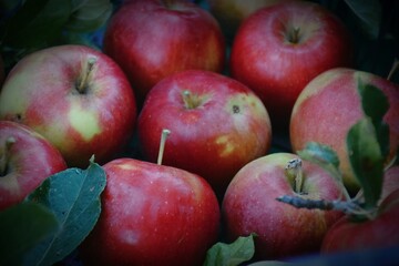 The photo shows fresh, bright apples picked from a tree. They can be of different varieties - from green to red and yellow, with a glossy peel reflecting sunlight.  