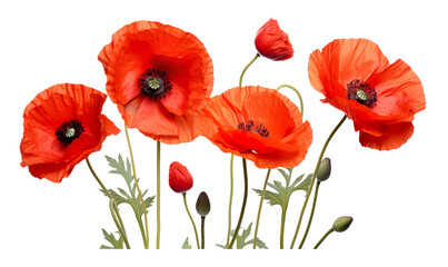 Obraz premium Close up of red poppies on a transparent background