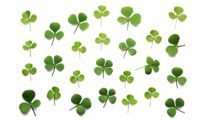 Collection set of green lucky clover and shamrock on a transparent background 