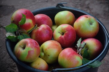 The photo shows fresh, bright apples picked from a tree. They can be of different varieties — from green to red and yellow, with a glossy peel reflecting sunlight.  