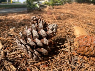 Passing by beautiful plants, while walking on a path in the park, while on a brisk walk on a bright...