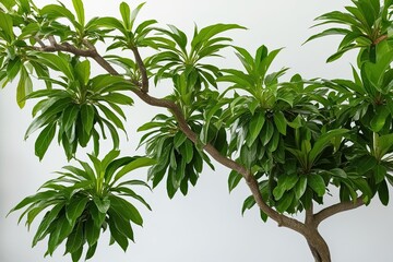 Lush Green Leaves of Javanese Treebine Set Against Bright White Backdrop