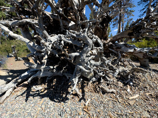 giant roots of a fallen pine tree on the beach