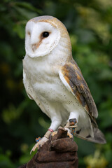 Portrait of a Barn Owl on a glove