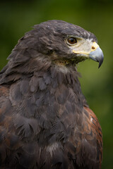 Fototapeta premium Head shot portrait of a Harris's Hawk (Parabuteo unicinctus) Close up with a depth of field background.