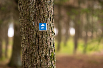 Fototapeta premium Blue marking on a planted tree.