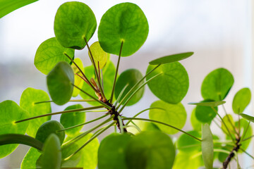 Leaves of a chinese money plant.