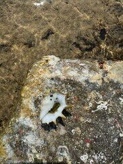 crab on the rock © Aleksandra