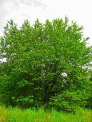 Fototapeta premium Old Cherry Tree at the Forest Edge
