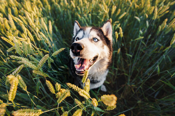 Happy husky dog ​​on nature in a field with growing wheat. Wide angle lens photo. © Dmitri