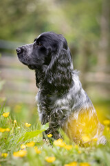 Side profile portrait of a blue roan cocker spaniel dog outside amongst buttercups.