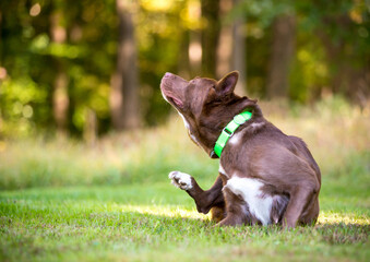 A mixed breed dog scratching at its collar