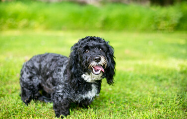 A Cavalier King Charles Spaniel mixed breed dog