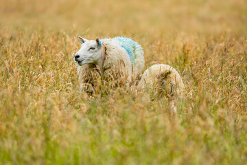 Obraz premium Ewe sheep with ear tags and wool fleece with big lamb grazing in field of tall yellow grass