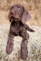 Portrait of a German Wirehaired Pointer puppy on hay bales.