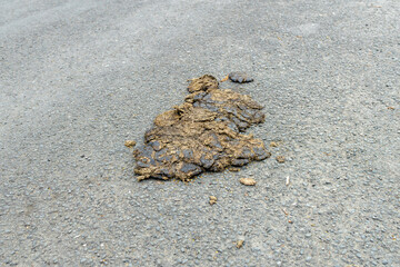 Horse dung manure dropping on urban road that had been driven over by care tire