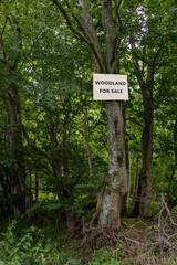 Woodland for sale sign on mature tree at side of wood or forest