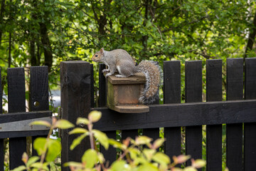 Fototapeta premium Gray (grey) squirrel with bushy tail on wooden peanut feeder mounted on wooden garden fence beside woodland trees and bushes