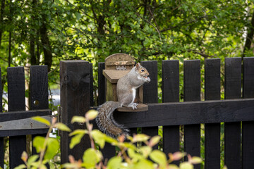 Gray (grey) squirrel with bushy tail on wooden peanut feeder mounted on wooden garden fence beside...